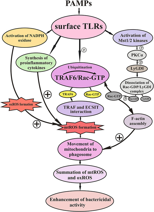 The role of mitochondrial ROS in antibacterial immunity