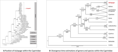 Phylogeographic pattern, genetic diversity, and evolutionary history of the enigmatic freshwater fish species Aulopyge huegelii (Actinopterygii: Cyprinidae)