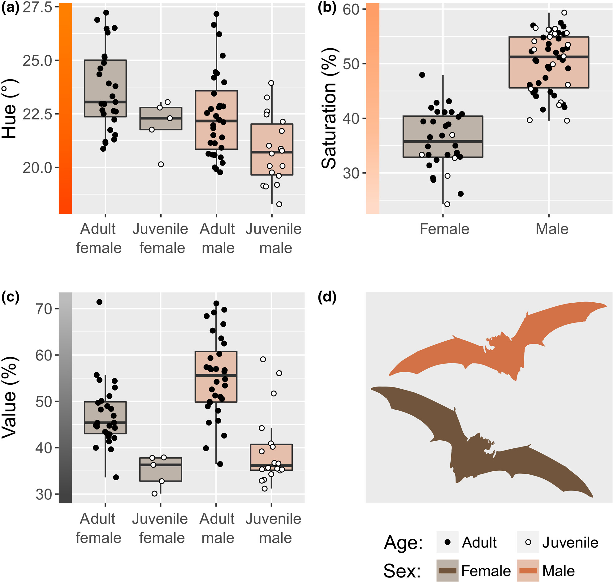 Sexual dichromatism in the fur of a bat: An exploration of color differences and potential signaling functions