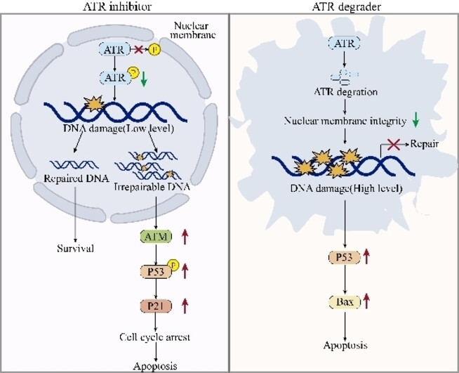Discovery of Selective and Potent ATR Degrader for Exploration its Kinase-Independent Functions in Acute Myeloid Leukemia Cells