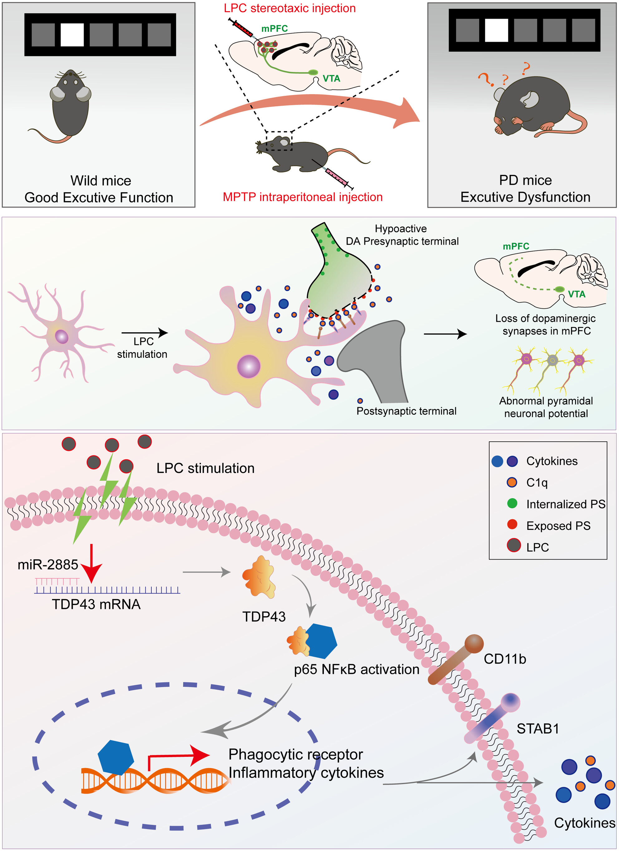 Enhanced Microglial Engulfment of Dopaminergic Synapses Induces Parkinson's Disease-Related Executive Dysfunction in an Acute LPC Infusion Targeting the mPFC
