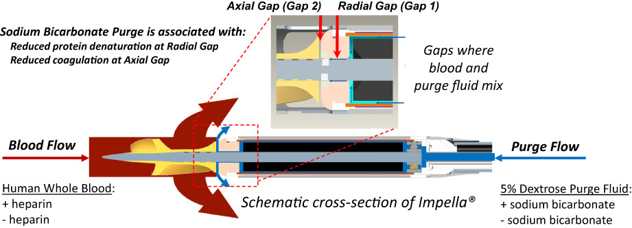 Sodium bicarbonate alters protein stability and blood coagulability in a simulated Impella purge gap model