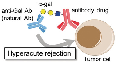 Development of α-Gal–Antibody Conjugates to Increase Immune Response by Recruiting Natural Antibodies