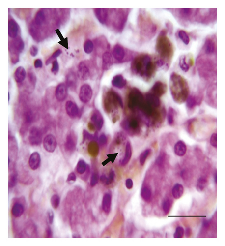 Details are in the caption following the image