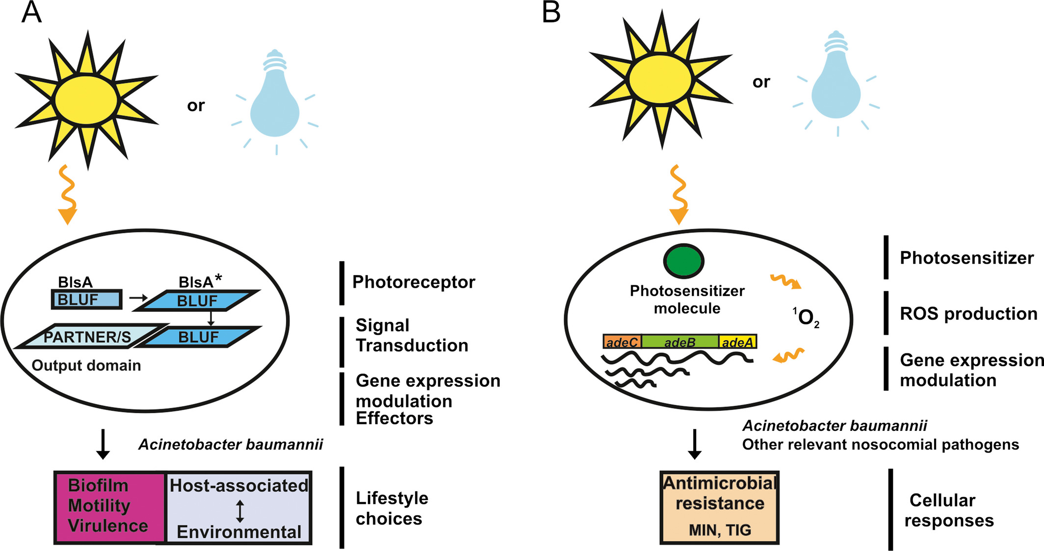 More Than Just Light: Clinical Relevance of Light Perception in the Nosocomial Pathogen Acinetobacter baumannii and Other Members of the Genus Acinetobacter