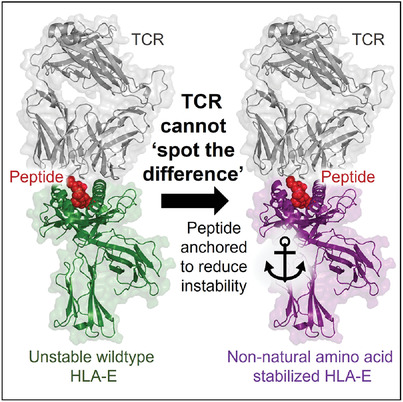 Structure-guided stabilization of pathogen-derived peptide-HLA-E complexes using non-natural amino acids conserves native TCR recognition