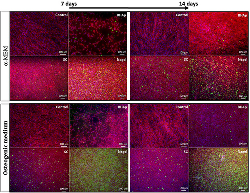 Details are in the caption following the image Details are in the caption following the image