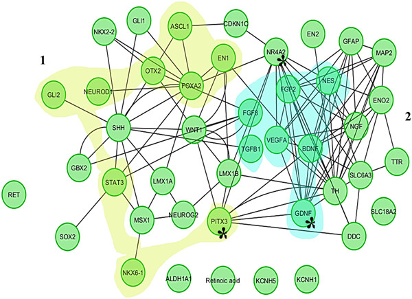 Complementation of dopaminergic signaling by Pitx3–GDNF synergy induces dopamine secretion by multipotent Ntera2 cells