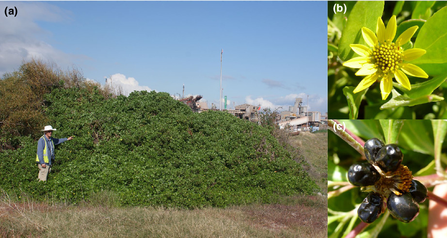 Genomics reveals the history of a complex plant invasion and improves the management of a biological invasion from the South African–Australian biotic exchange