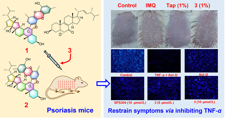 Polyaspers A and B, the First Ergosterol-Polyether Adducts with Unprecedented 6/6/6/5/5/6/6/6/6 Nonacyclic Architecture from Aspergillus sp. TJ507