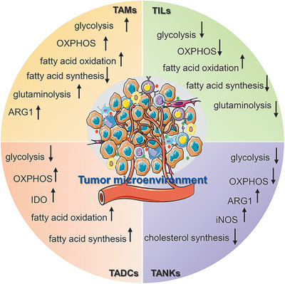 Metabolism in tumor microenvironment: Implications for cancer immunotherapy