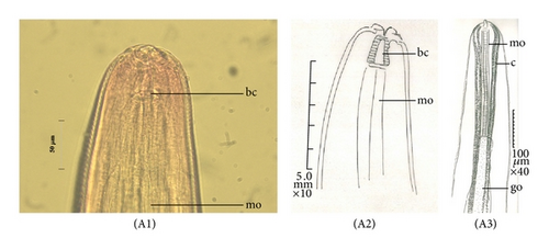 Details are in the caption following the image Details are in the caption following the image