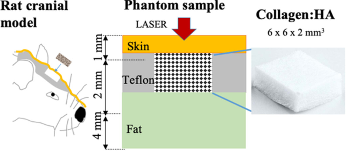 Investigating the feasibility of spatially offset Raman spectroscopy for in-vivo monitoring of bone healing in rat calvarial defect models