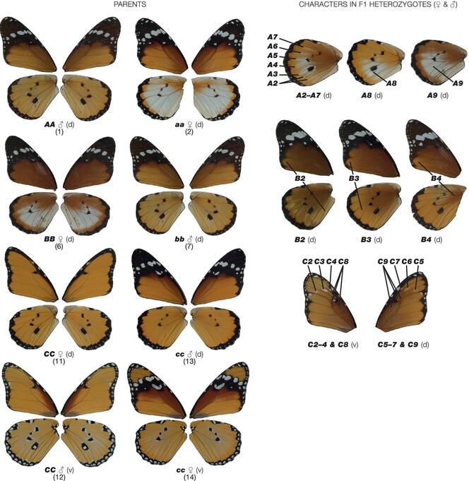 Penetrance interactions of colour pattern loci in the African Monarch and their implications for the evolution of dominance