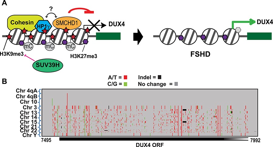Genetic and Epigenetic Characteristics of FSHD-Associated 4q and 10q D4Z4 that are Distinct from Non-4q/10q D4Z4 Homologs