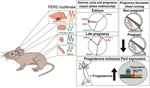 Circadian rhythms in the mouse reproductive axis during the estrous cycle and pregnancy