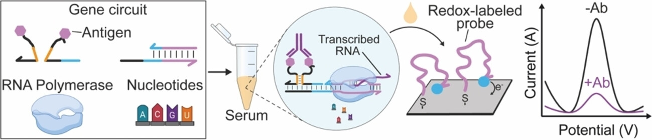 Electrochemical Cell-Free Biosensors for Antibody Detection