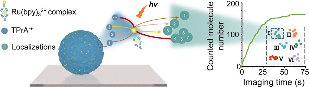 Quantitative Single-Molecule Electrochemiluminescence Bioassay