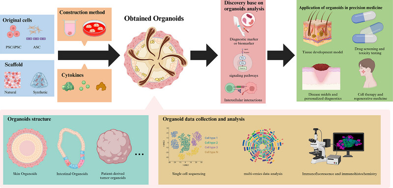Organoid-Guided Precision Medicine: From Bench to Bedside