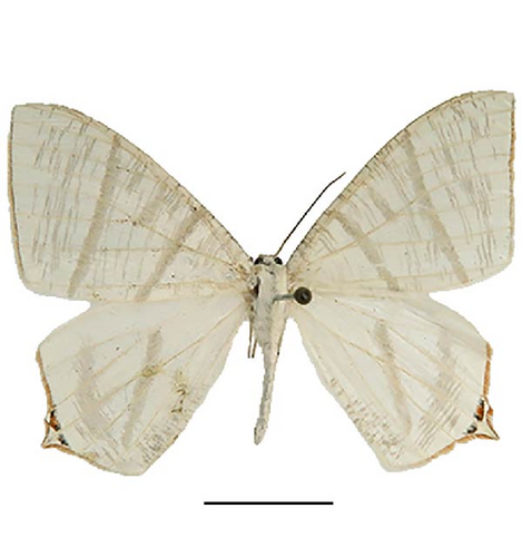 Details are in the caption following the image