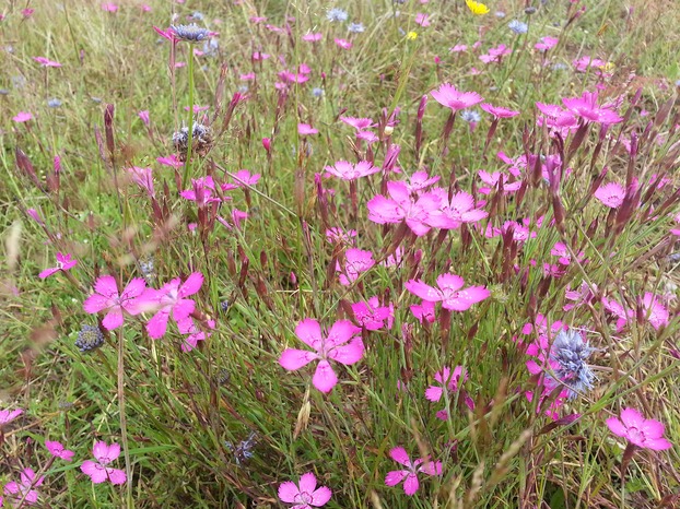 Restoration of sand grasslands by topsoil removal and self-greening