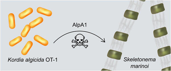 Transcriptomics-guided identification of an algicidal protease of the marine bacterium Kordia algicida OT-1
