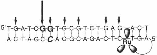 Charge Transfer through the DNA Base Stack