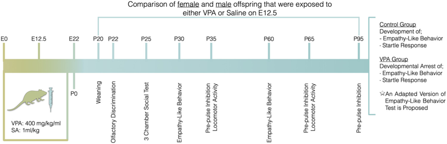 Assessment of Empathy-Like Behaviour in Valproic Acid–Induced Rat Model of Autism