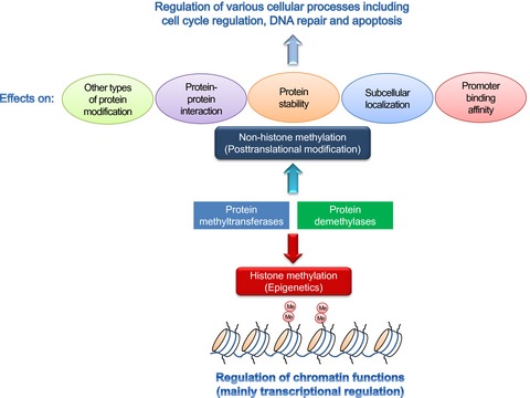 Dysregulation of protein methyltransferases in human cancer: An emerging target class for anticancer therapy