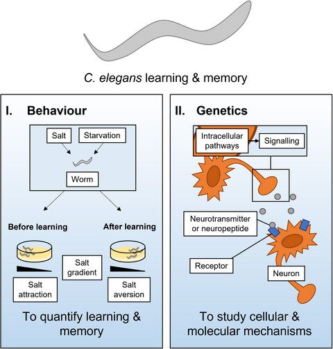 Investigating the molecular mechanisms of learning and memory using Caenorhabditis elegans