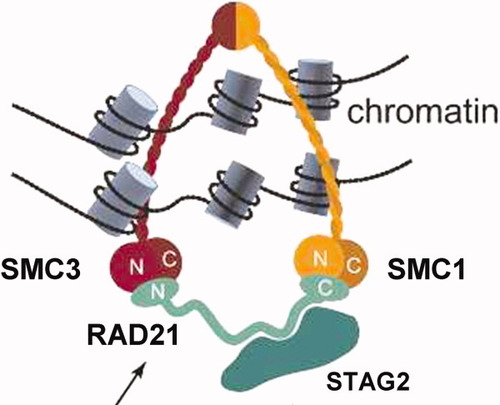 Details are in the caption following the image