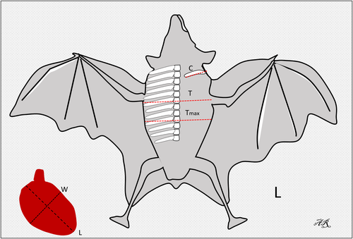 Details are in the caption following the image