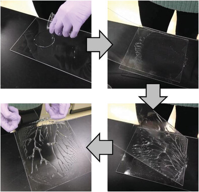 Simple, Rapid, and Large-Scale Fabrication of Multi-Branched Hydrogels Based on Viscous Fingering for Cell Culture Applications