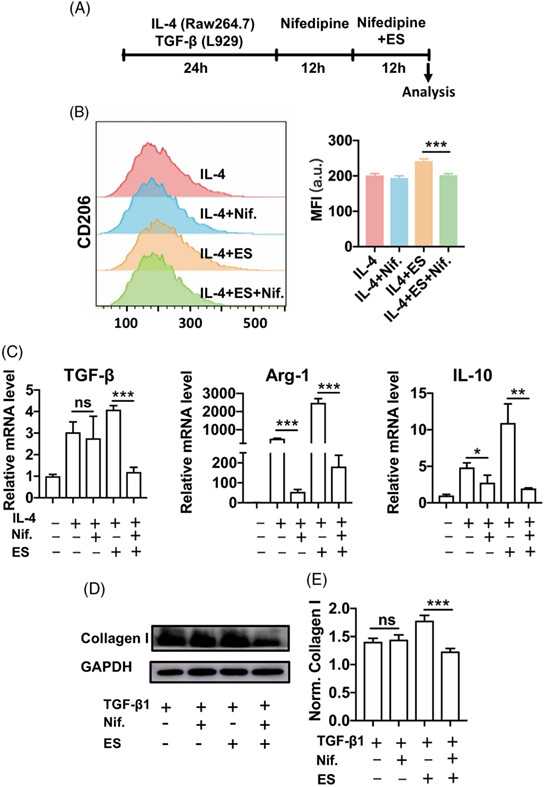 Electrical stimulation of cochlear implant promotes activation of macrophages and fibroblasts under inflammation