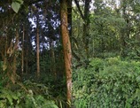 Understorey plant community and light availability in conifer plantations and natural hardwood forests in Taiwan