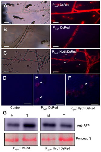 Details are in the caption following the image