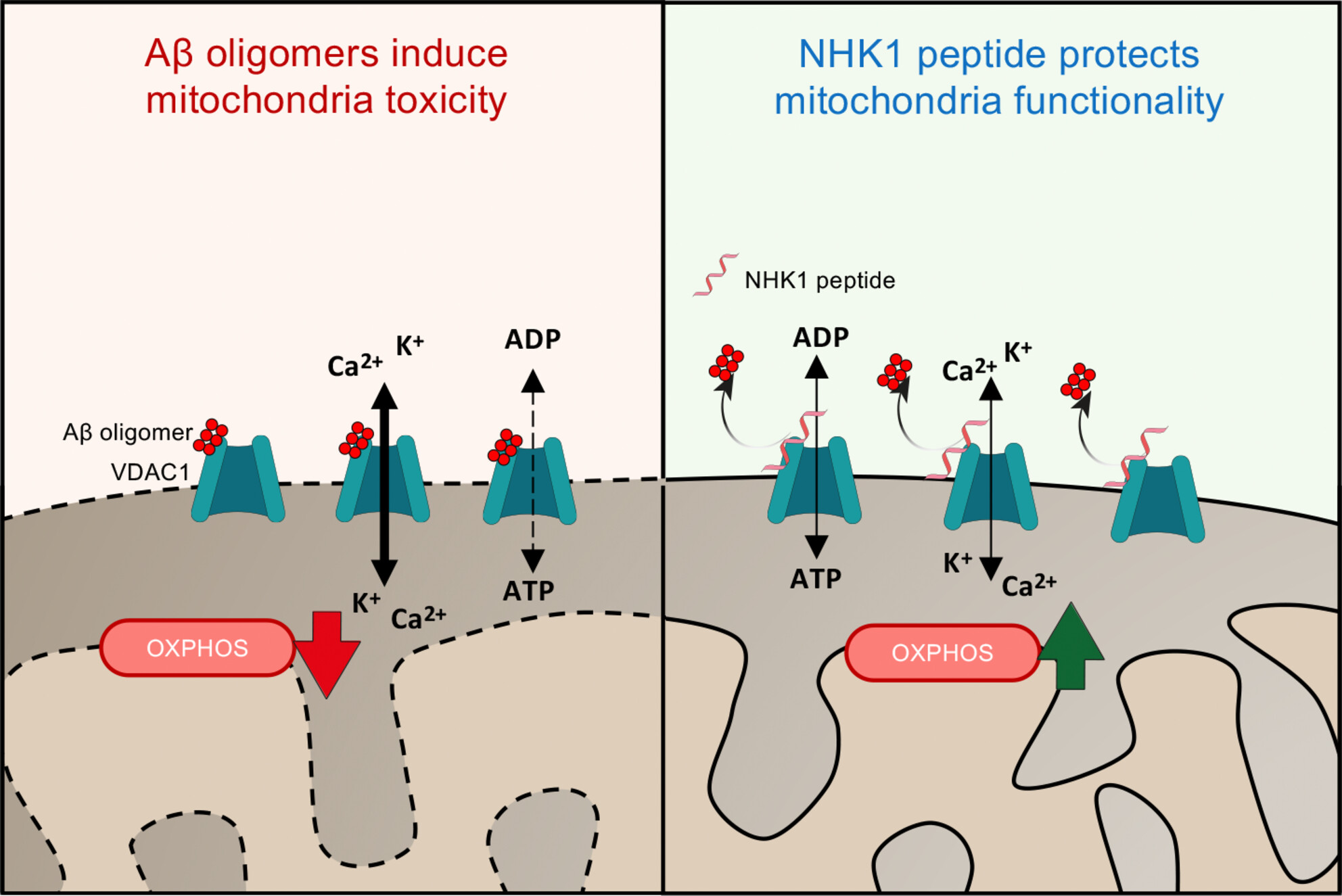 VDAC1-Targeted NHK1 Peptide Recovers Mitochondrial Dysfunction Counteracting Amyloid-β Oligomers Toxicity in Alzheimer's Disease