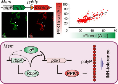 RbpA and σB association regulates polyphosphate levels to modulate mycobacterial isoniazid-tolerance