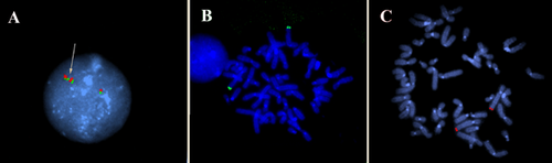 Details are in the caption following the image Details are in the caption following the image