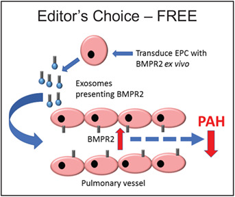 BMPR2-expressing bone marrow-derived endothelial-like progenitor cells alleviate pulmonary arterial hypertension in vivo