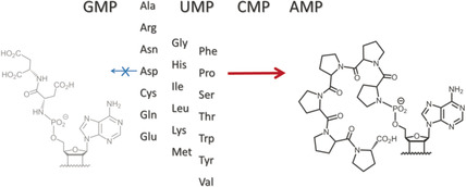 Amino Acid-Specific, Ribonucleotide-Promoted Peptide Formation in the Absence of Enzymes