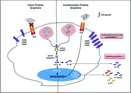 Exfoliation in Endotoxin-Free Albumin Generates Pristine Graphene with Reduced Inflammatory Properties