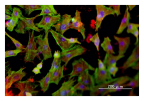 Details are in the caption following the image Details are in the caption following the image