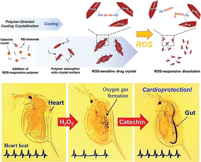 Stimulus-Responsive Anti-Oxidizing Drug Crystals and their Ecological Implication