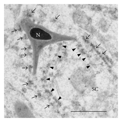 Details are in the caption following the image