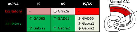 Allostatic gene regulation of inhibitory synaptic factors in the rat ventral hippocampus in a juvenile/adult stress model of psychopathology