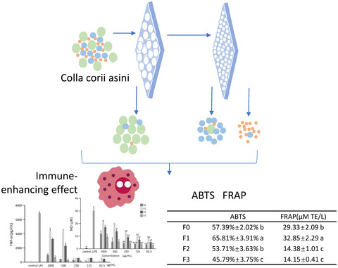 The immune-enhancing effect and in vitro antioxidant ability of different fractions separated from Colla corii asini