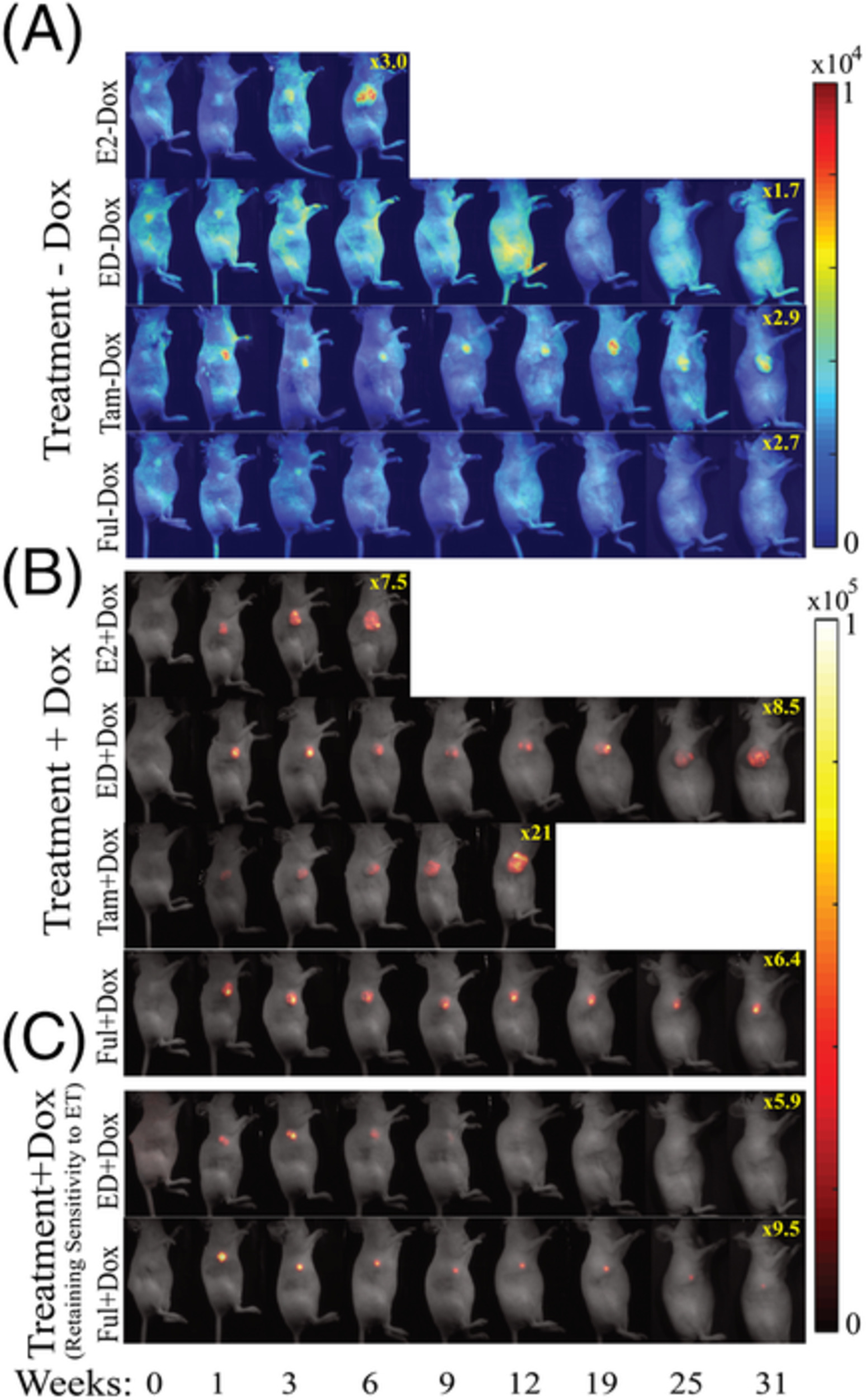 In vivo longitudinal imaging of RNA interference-induced endocrine therapy resistance in breast cancer
