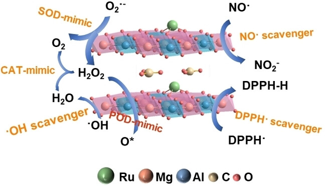 Atomization-Induced High Intrinsic Activity of a Biocompatible MgAl-LDH Supported Ru Single-Atom Nanozyme for Efficient Radicals Scavenging