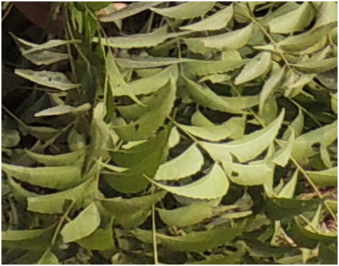 Extract of neem (Azadirachta indica) leaf exhibits bactericidal effect against multidrug resistant pathogenic bacteria of poultry
